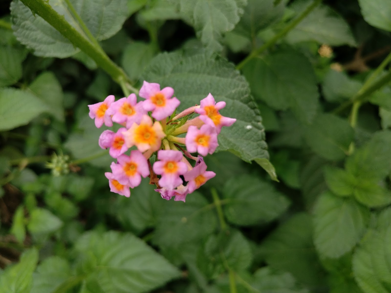 Common Flowers Found in Nepal