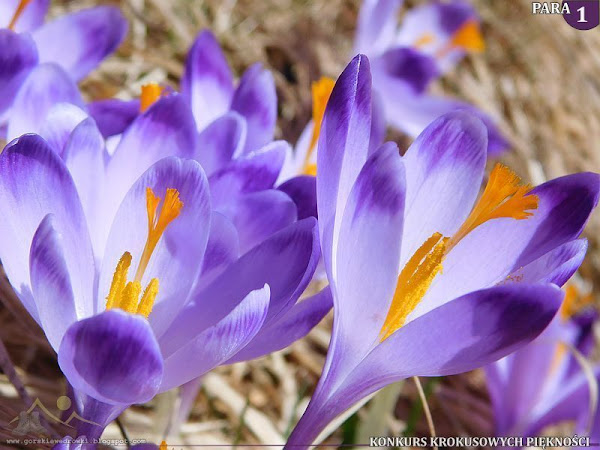 Szafran spiski (Crocus scepusiensis).