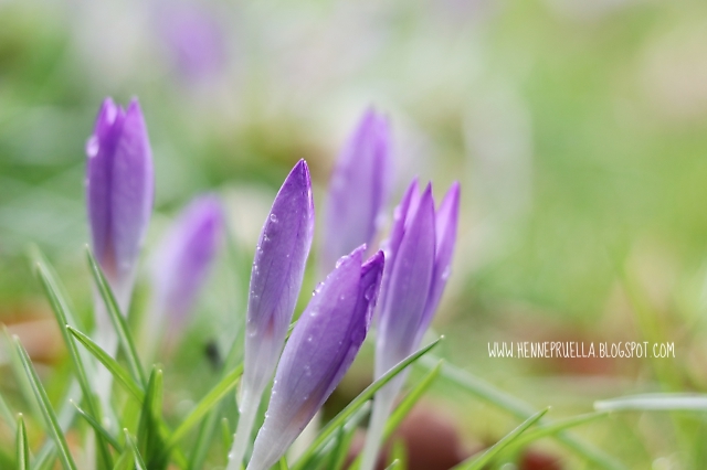 Prülla Frühlingsgefühle