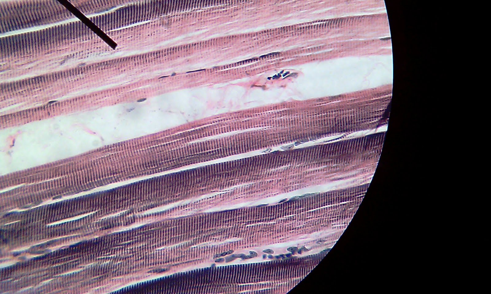 Biology 230 Laboratory Pictures