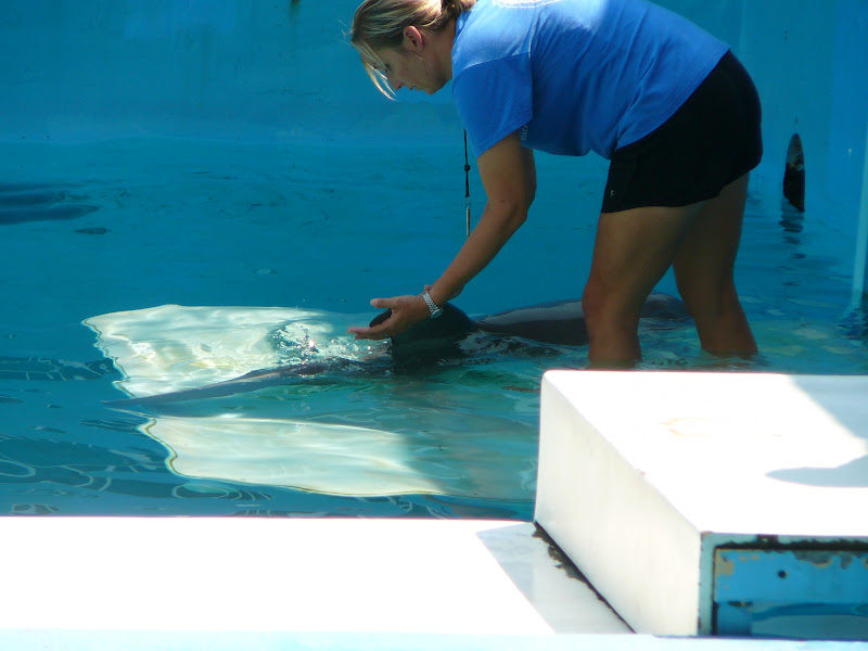 Life on Tara: Winter the Dolphin