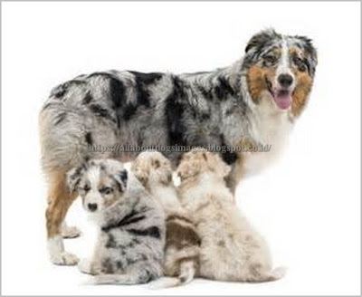 All About Dogs Images Lab Australian Shepherd Mix For Sale