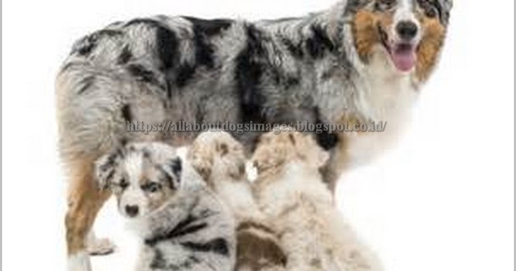 lab and australian shepherd mix for sale