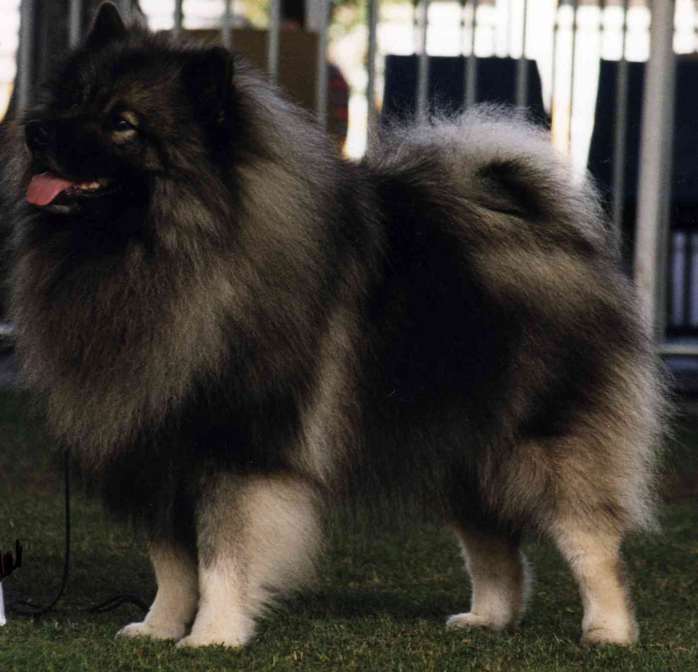 Keeshond Dog