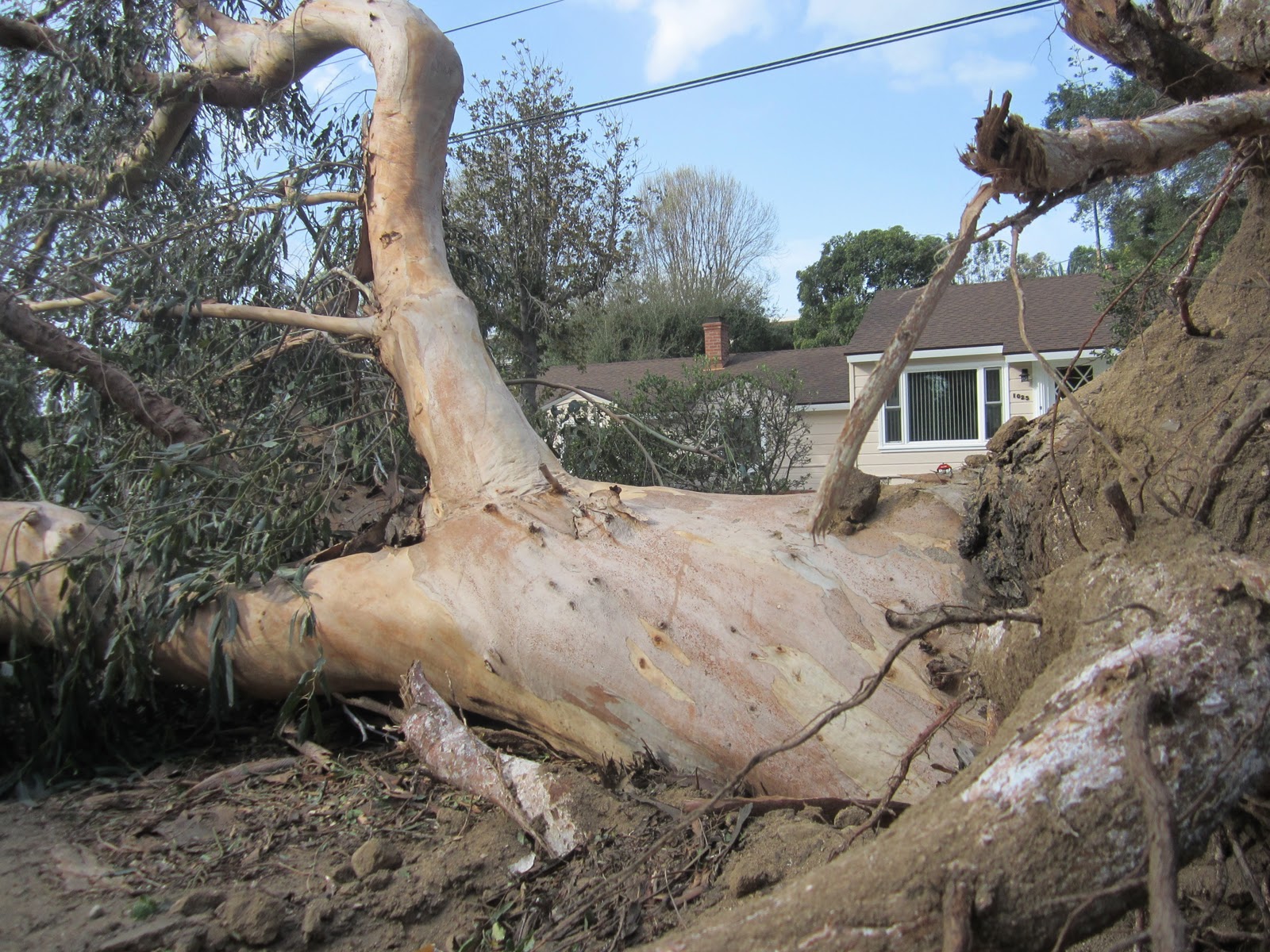 EAST OF ALLEN Windstorm Damage