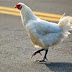 Γιατί η κότα διέσχισε τον δρόμο;