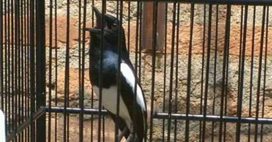 Menjaga Birahi Kacer Tetap Stabil Dan Selalu On Saat Lomba Dengan Cara Ini Hobi Burung