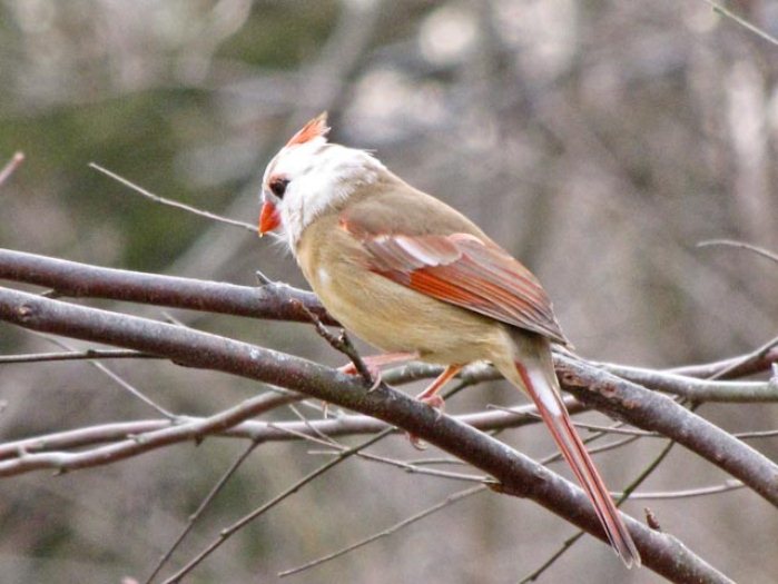 Connecticut Audubon Society Leucistic Northern Cardinal