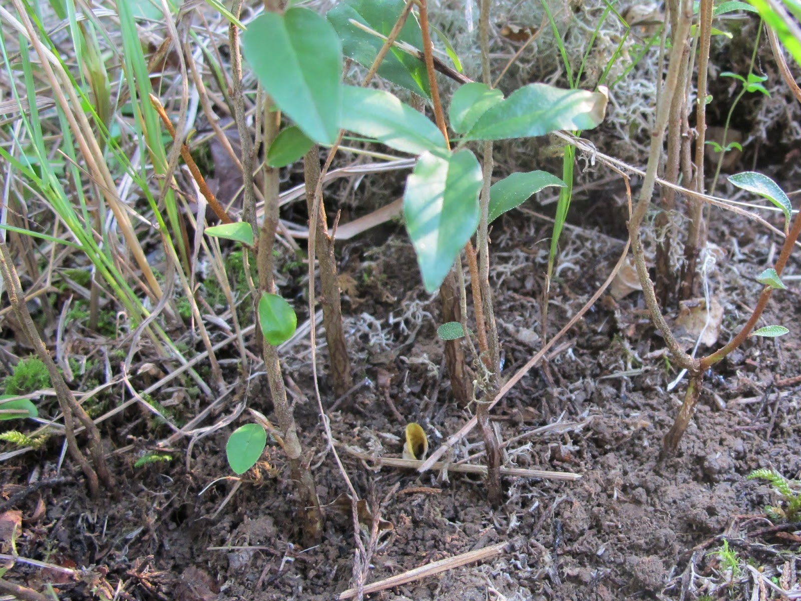 Blue Jay Barrens Invasive Control Sprouts from Bird Droppings