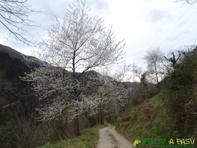 Sierra de la Cueva Negra: Cerezo en flor bajando a Santianes