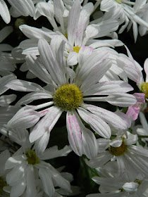 White single mums at the Allan Gardens Conservatory 2015 Chrysanthemum Show by garden muses-not another Toronto gardening blog