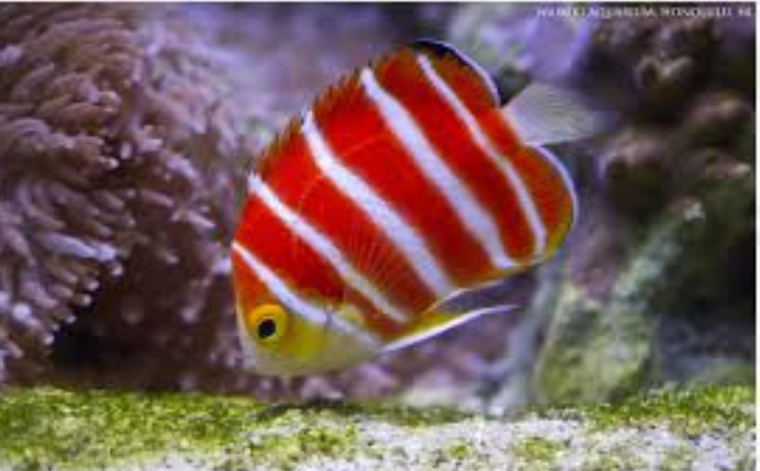 IKAN HIAS AIR LAUT