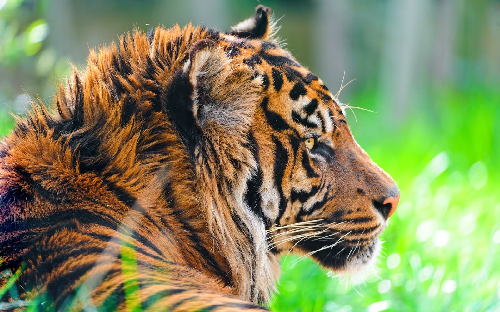 Um Pouco sobre Tudo: Fotos de tigre-de-sumatra (tigre de sumatra wallpaper)