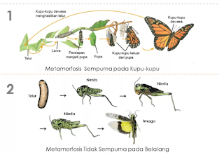 Pengertian Metamorfosis