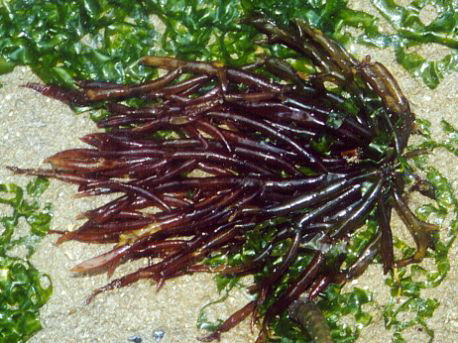 algue rouge agar agar secret minceur japonaises agar seaweed sea vegetables