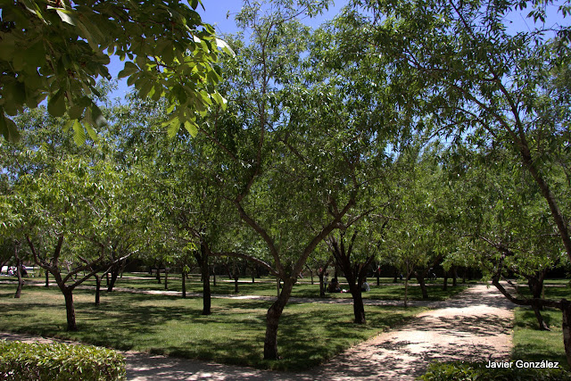 Parque del Retiro de Madrid. Itinerario 2.Del Bosque del Recuerdo al Huerto del Francés