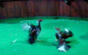 Video pelea gallos.