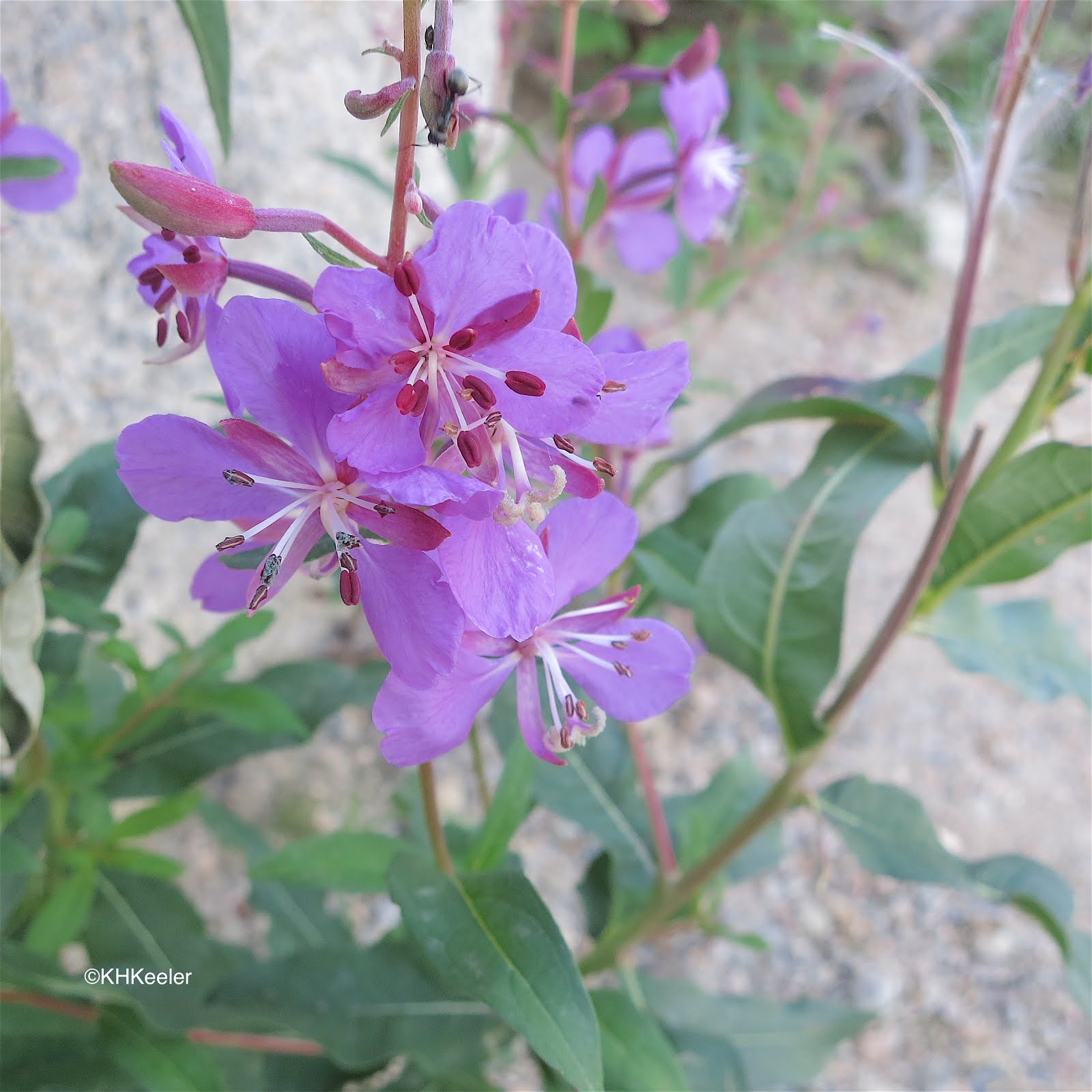 A Wandering Botanist Plant Storythe Iconic Fireweed
