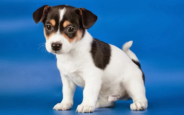 Foto van een schattige puppy op een blauwe achtergrond.