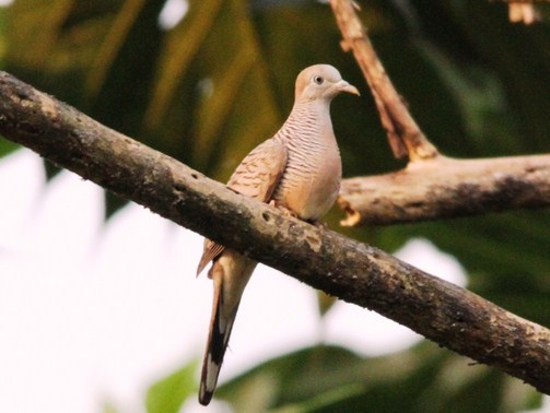 5 Cara Dan Tips Akuat Merawat Burung Perkutut Lokal Supaya Cepat
