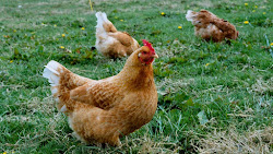 flies reduce chicken around coop