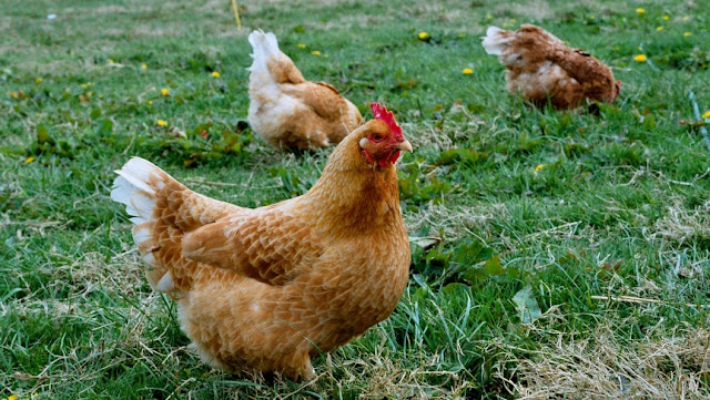 15-tips-to-reduce-flies-around-chicken