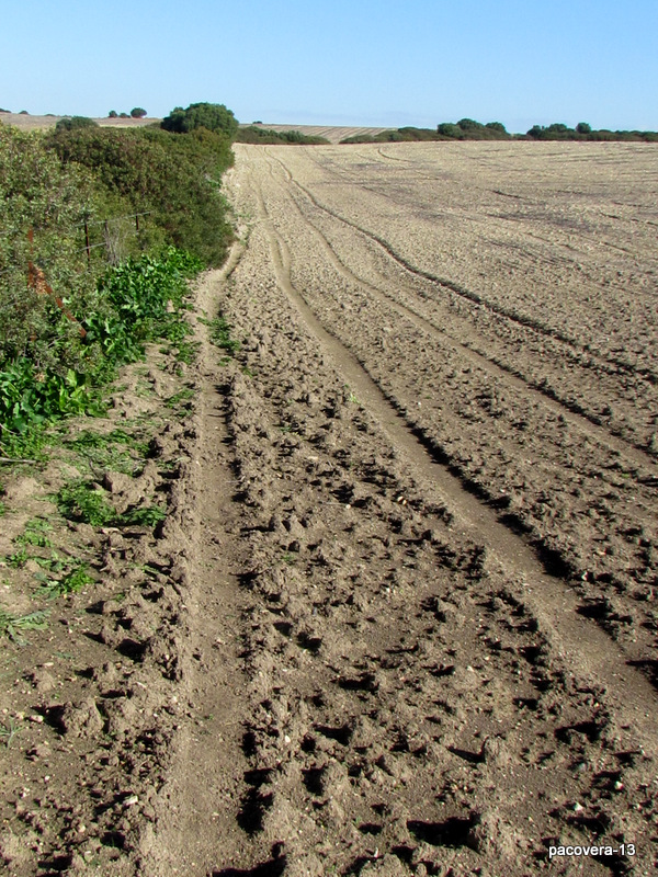 CH´USAY Complejo Endorreico de Puerto Real