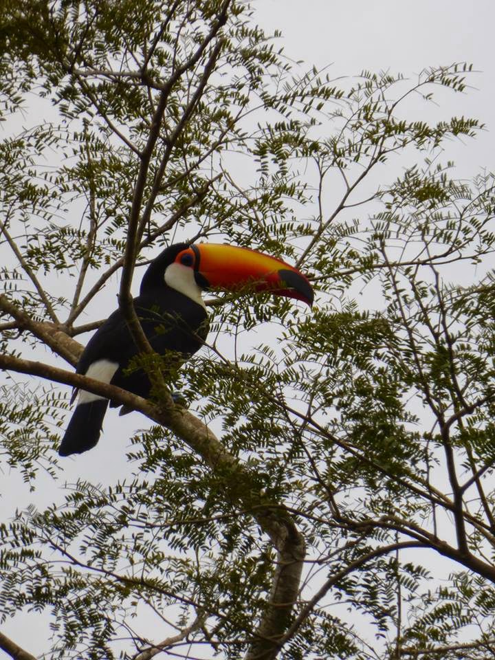 Favourite snap: Toucan sighting at Iguassu