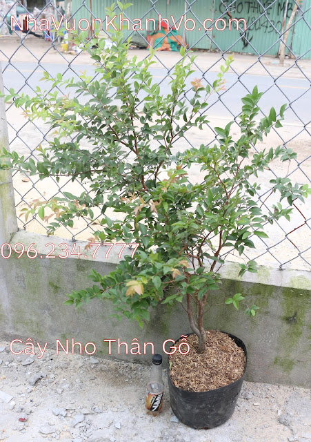 Nho thân gỗ có gì mà được nhiều người săn đón? Nho-than-go-13