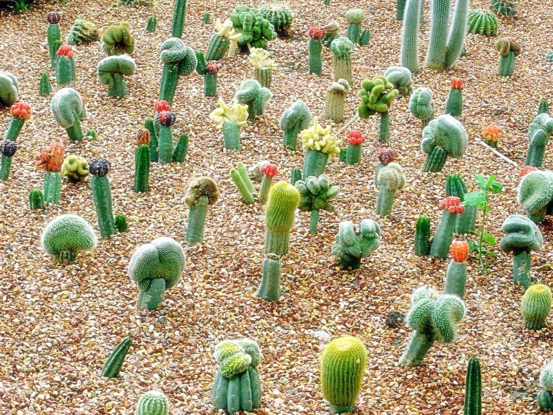 Budidaya kaktus  BUDIDAYAKU