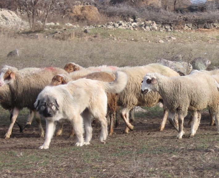 SHARPLANINEC NATIONAL DOG OF MACEDONIA Macedonian Cuisine