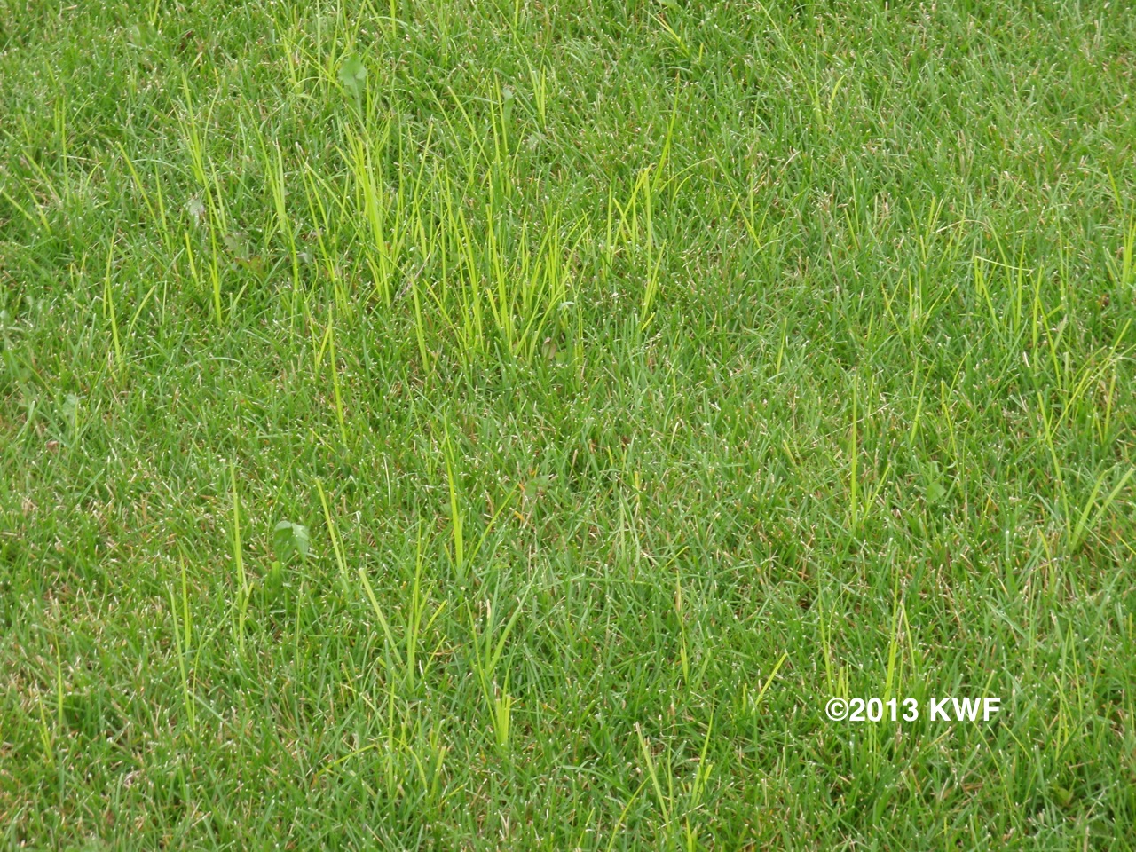 Michigan State University Yellow Nutsedge in Turf