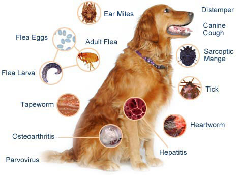 Principais doenças de cães