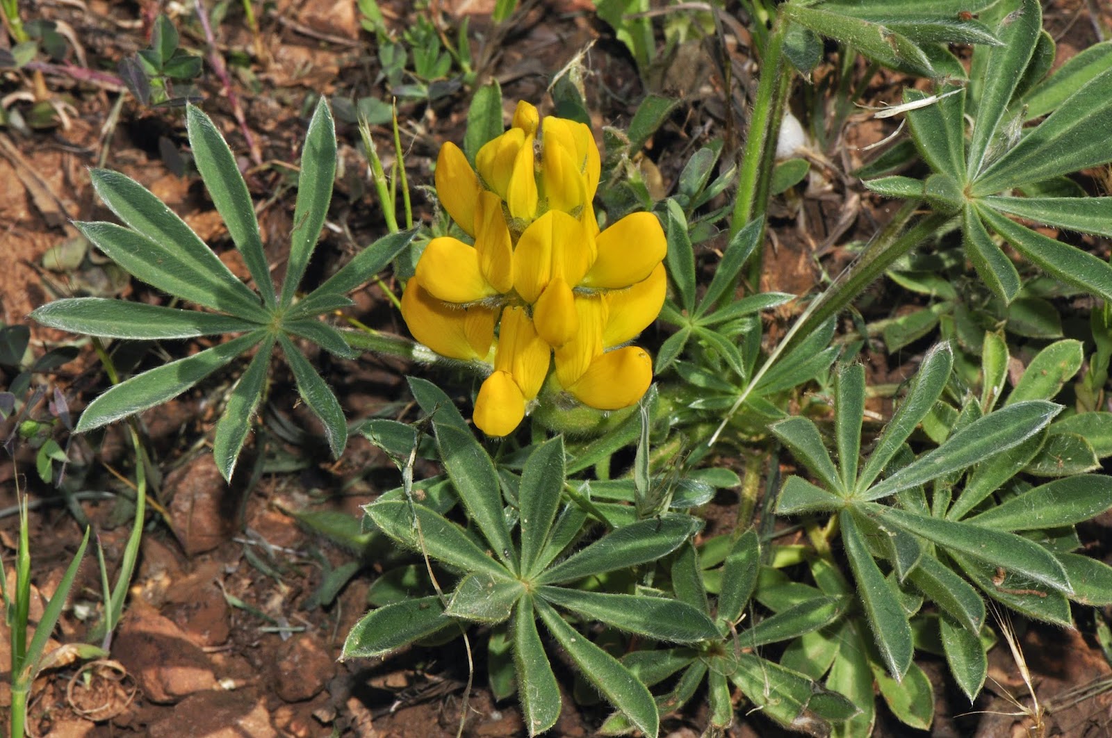 Desde Alájar: Altramuz de flor amarilla