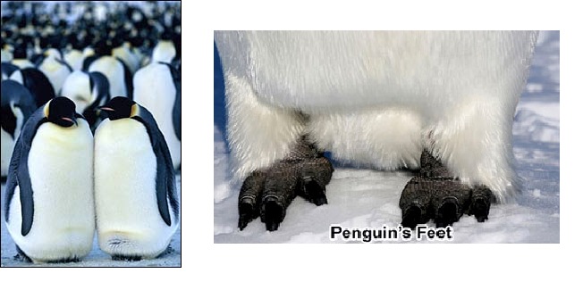 Weather, Climate and Adaptations of Animals to Climate