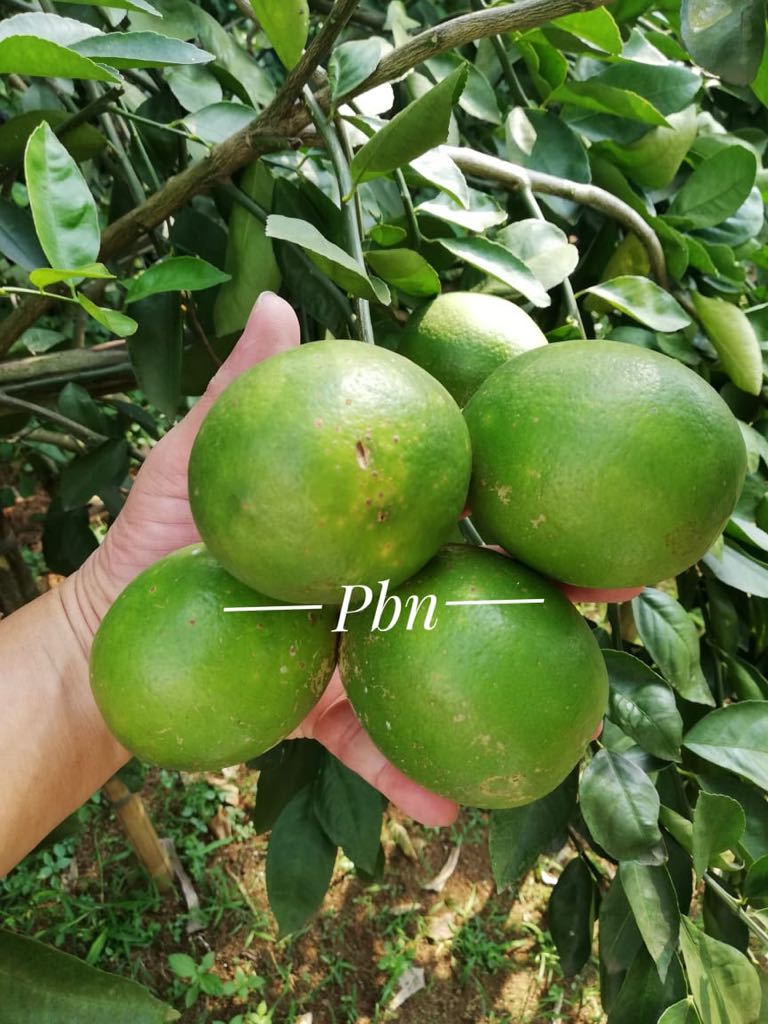 PBN Lemon California