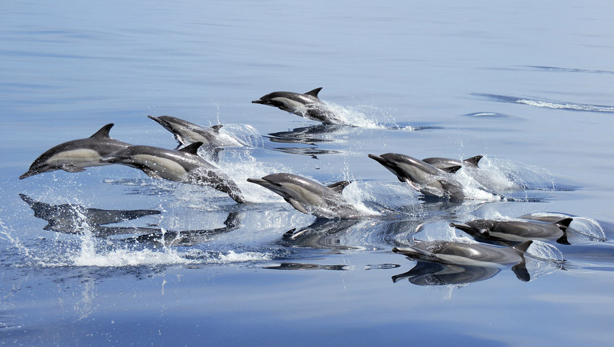 Рятуємо дельфінів!: Види дельфінів