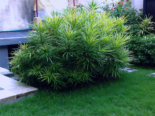 Buddhist Pine Or Podocarpus Macrophyllus In The House Garden, Bali, Indonesia