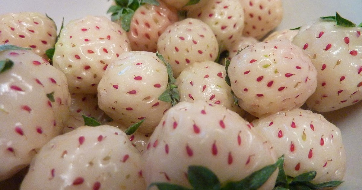 WHAT IS A PINEBERRY? The Garden of Eaden