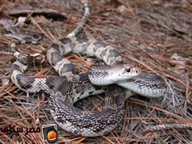 تعرف على 15 نوع من الثعابين الغير ضارة بالصور Snakes are not harmful
