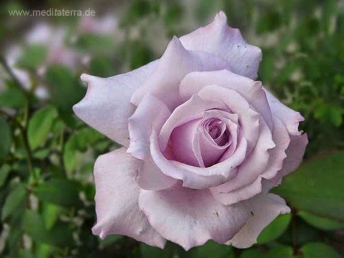 Kostenlose Rosenfotos Kostenlose Rosenfotos Bilder Mit Violetten Pinkfarbenen Rosen Gratis Downloaden 1