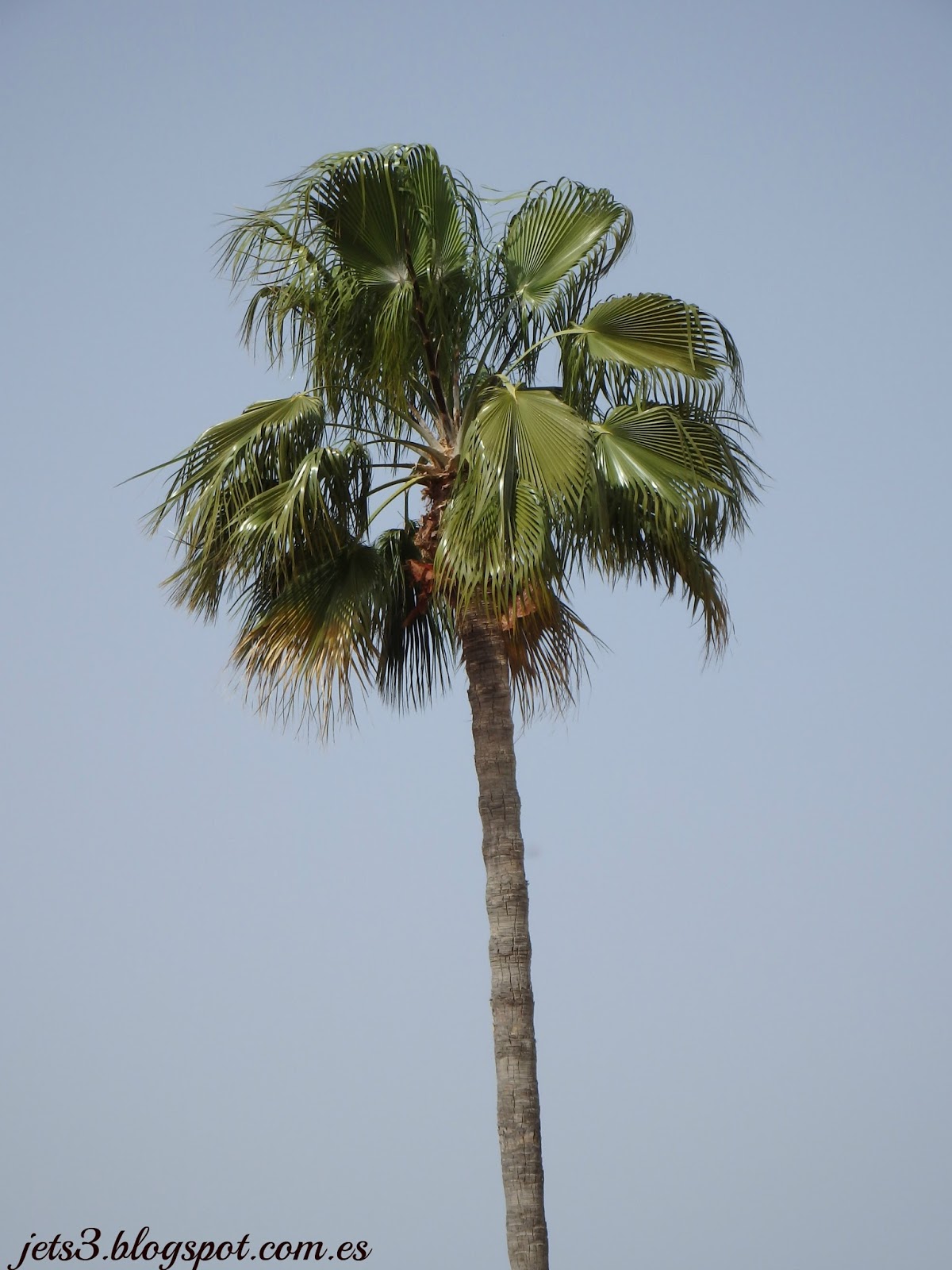 Como Podar Una Palmera Para Que No Crezca En Altura Palmera Washingtonia robusta (S.O.S. A las palmeras. Un día triste para mi)