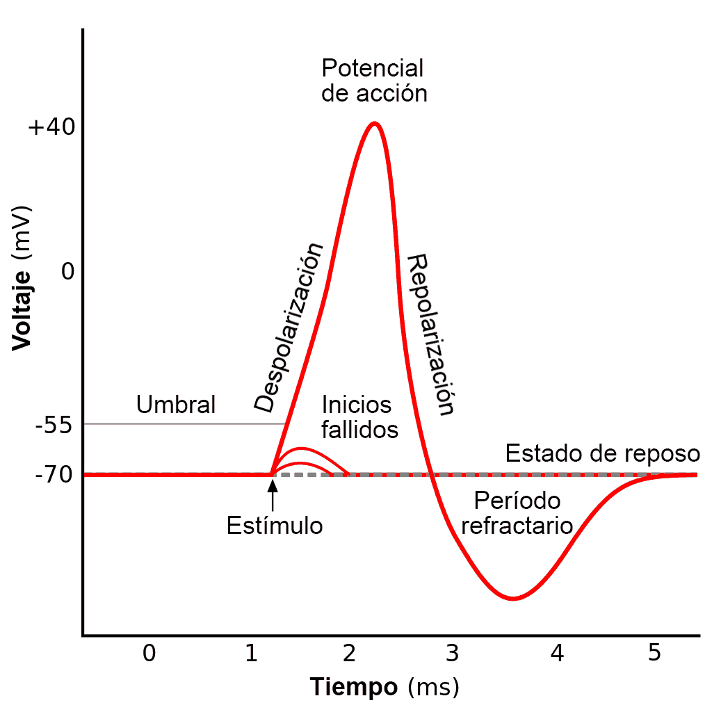 Potencial De Ação Neuronal Potencial De Ação Neuronal