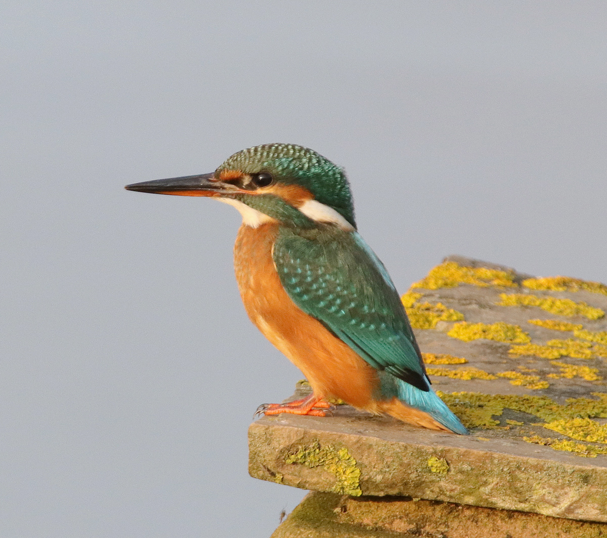 Another Bird Blog: Sunday Times