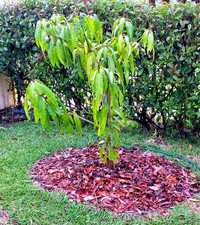 Mango tree with Pine Bark Mulch