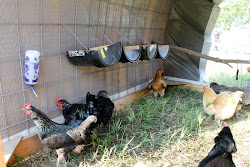 roost boxes nest branch buckets gypsy chickens tree bucket farmgirl half poultry