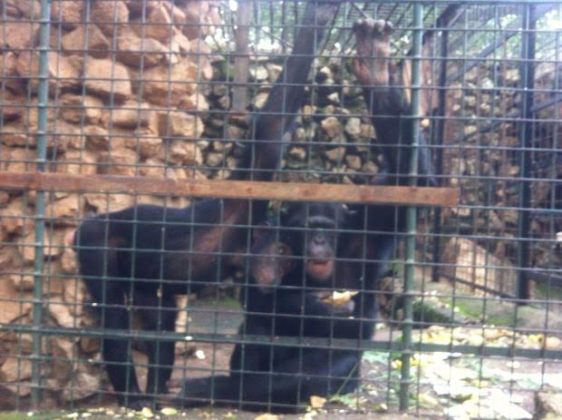 1 Update: Escaped Chimpanzee safely returned to its cage at Jos Zoo (photos)