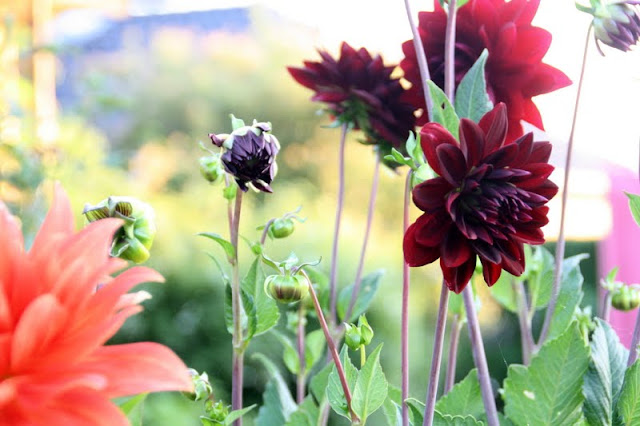 Frk. Anemone: Farven orange, sådan ca.....