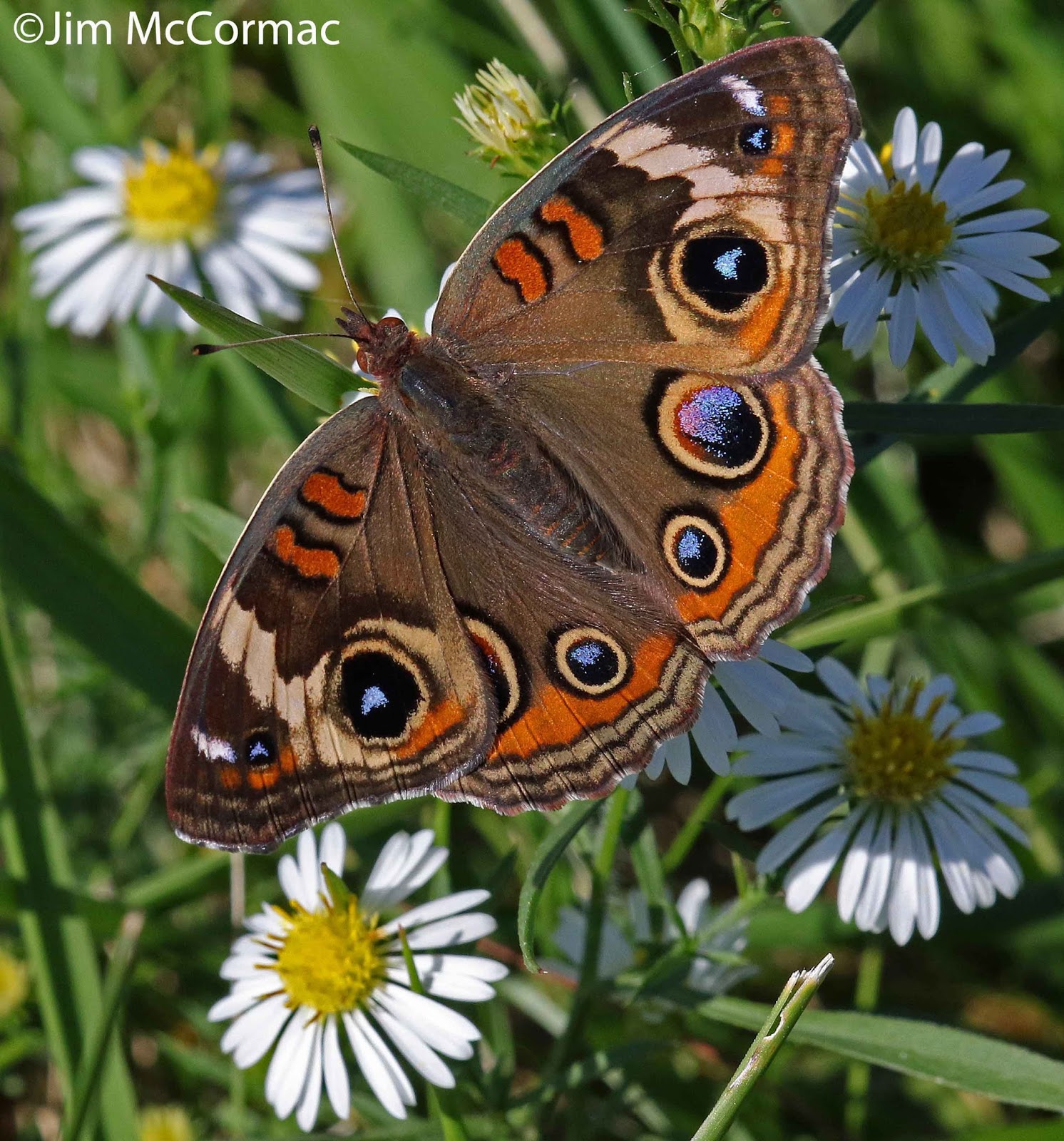 Ohio Birds and Biodiversity Butterfly another buckeye popular in fall