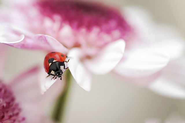 Macro fotos imágenes flores insectos